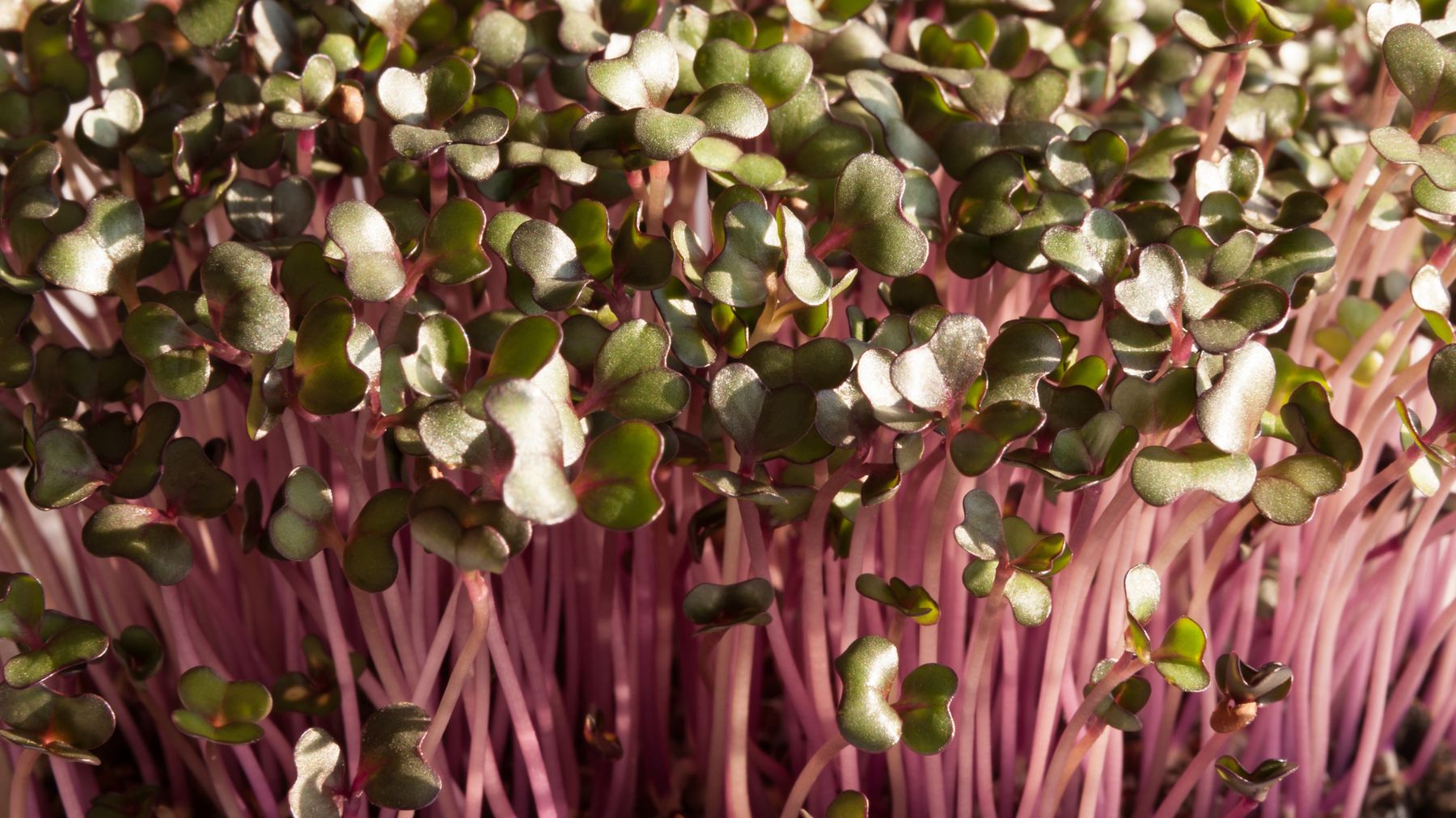 Close-up of red cabbage microgreens with pink stems and green leaves in sunlight