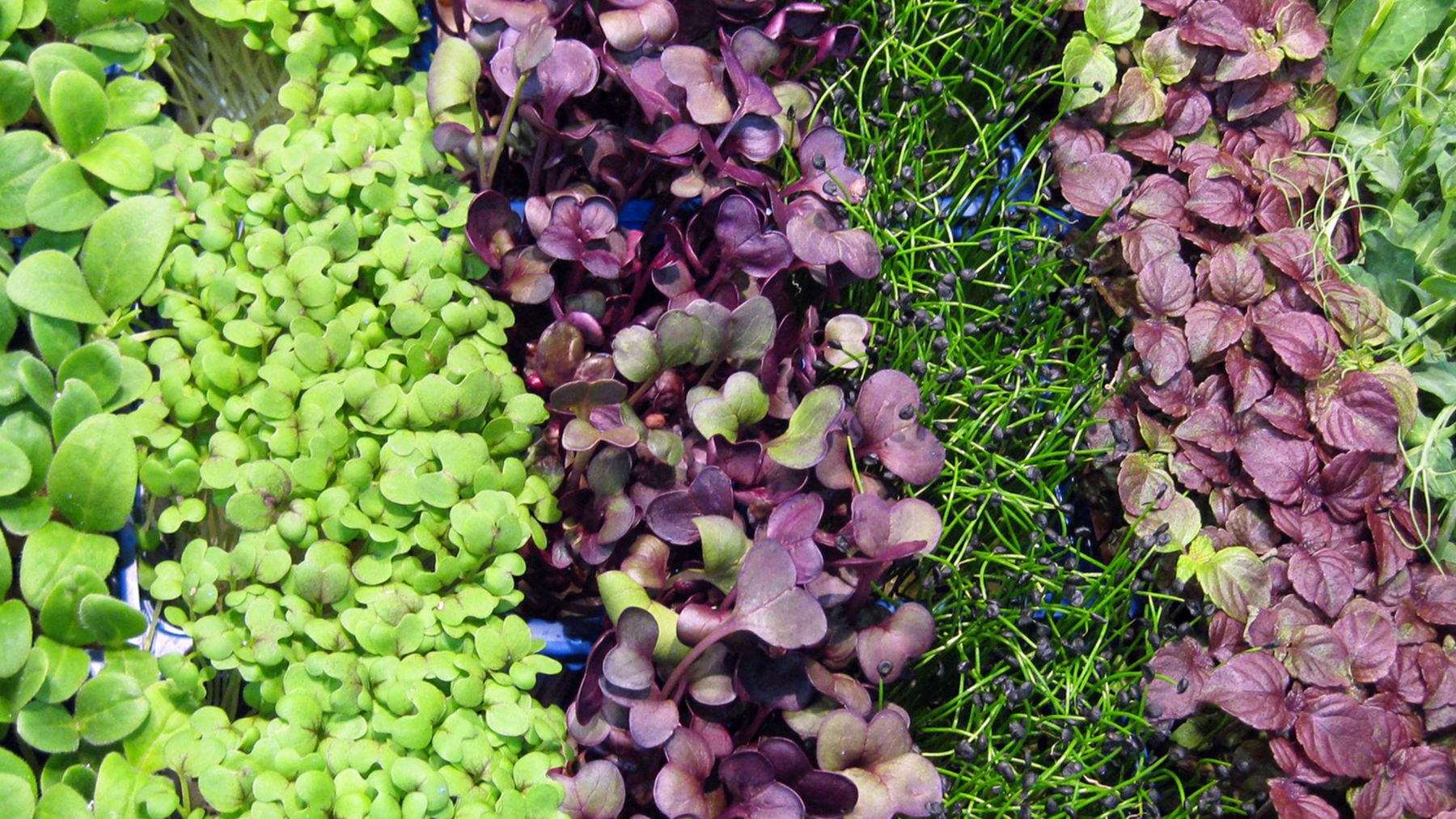 Rows of green, purple and red microgreen varieties growing side by side