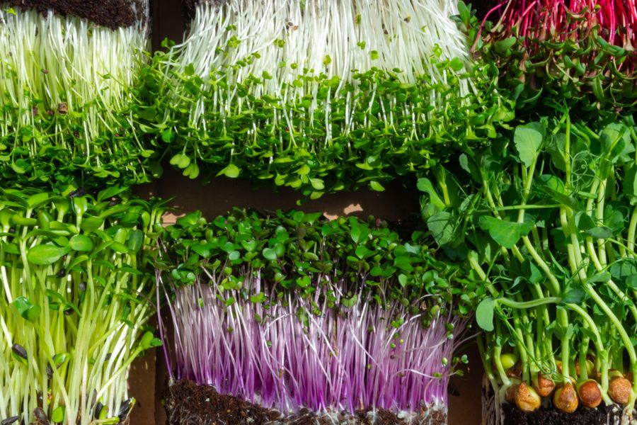 Trays of sunflower, pea shoot, radish and beet microgreens seen from above