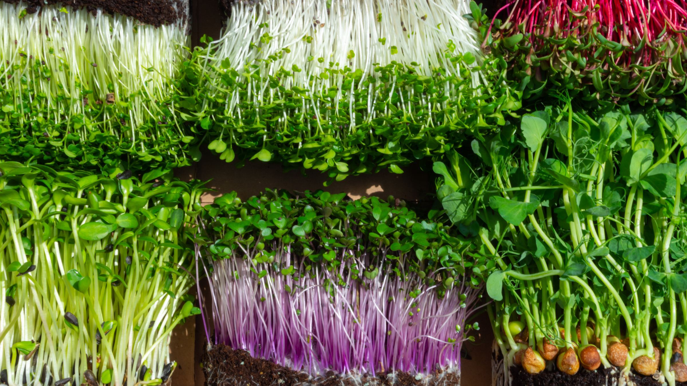 Trays of sunflower, pea shoot, radish and beet microgreens seen from above