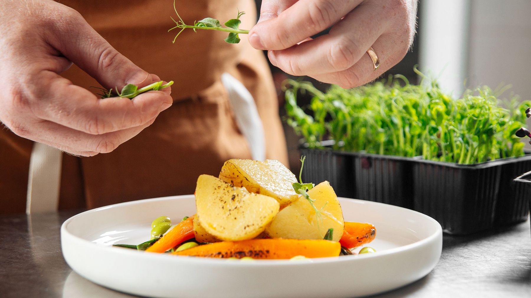 A chef finishing a plated dish with fresh pea shoot microgreens