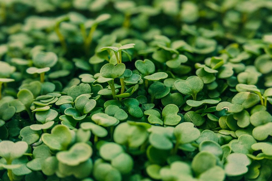 A dense bed of Verdánt microgreens