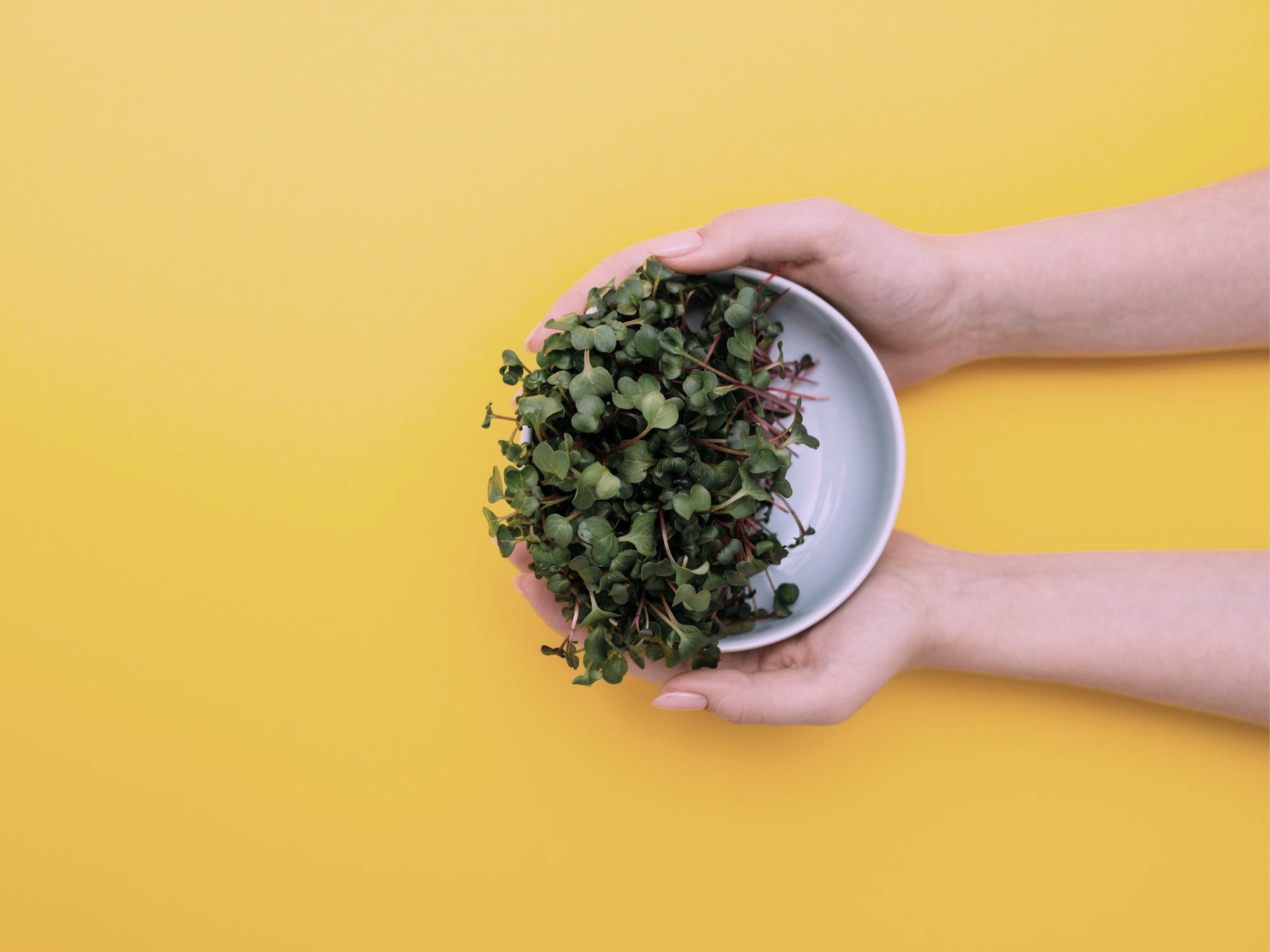 Hands holding a bowl of fresh VERDÁNT microgreens